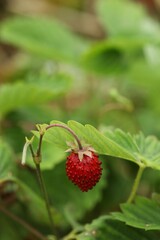 Ripe wild strawberry growing outdoors. Seasonal berries