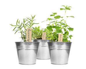 Different green herbs with tags in pots isolated on white