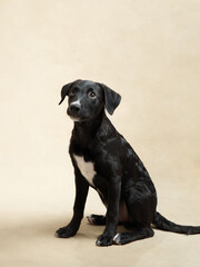 Happy black puppy on a beige background. Portrait of a dog in the studio. cute little pet. 