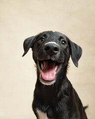 Happy black puppy on a beige background. Portrait of a dog in the studio. cute little pet. 