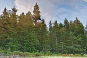 Upside down water reflection. Dreamy pine and spruce forest reflection in mirror like lake water...