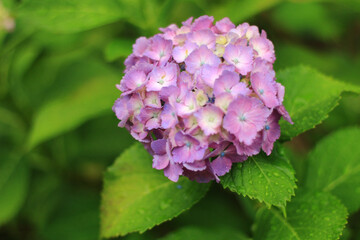 Beautiful Hydrangea Flower.Pink Hydrangea flower (Hydrangea macrophylla) in a garden.