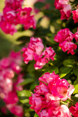Fototapeta na wymiar Hot pink roses growing in a public garden in Rome Italy in the summer