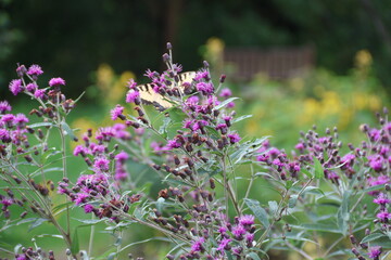 Close-up of flowers and Eastern Tiger Swallowtail butterfly at Kalamazoo Nature Center, Kalamazoo, MI.