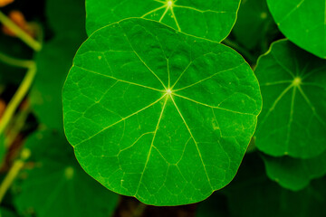 green plants