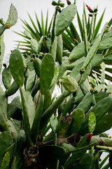 Obraz premium green plants