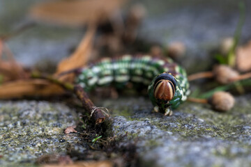 Morning glory lichen caterpillar on stone pavement.