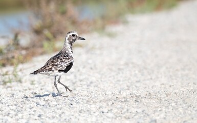 Black bellied Plover crossing gravel trail in full breeding plumage in Bolsa Chica preserve