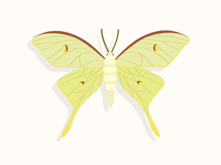 Butterfly top view concept. Adorable insect with colorful patterns on wings. Biology and ecosystem. Template, layout and mock up. Cartoon flat vector illustration isolated on white background