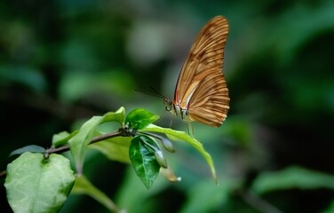 Up close of a brown and orange butterfly perched on a green leaf in Detroit zoo