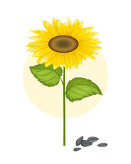Cereal crops sunflower concept. Bloom and blossom plant and flower. Farming and agriculture. Poster or banner for website. Cartoon flat vector illustration isolated on white background