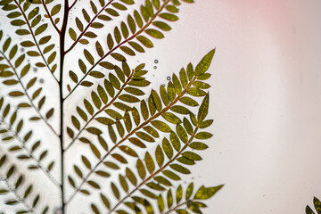 Rama de Planta silvestre conservada en resina epóxica con acercamiento