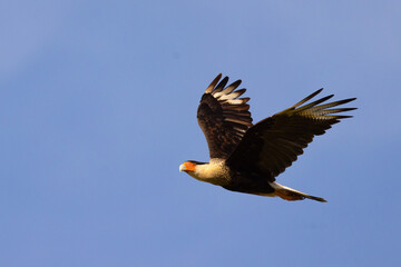 Obraz premium A gorgeous crested caracara (Caracara cheriway) in flight against a blue evening sky in eastern Sarasota County, Florida