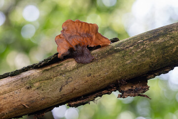 A tiny brown Judas's ear fungus on a tree.