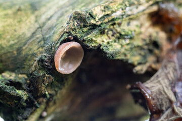 A tiny brown Judas's ear fungus on a tree.