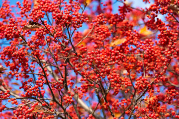 rowan tree with red berry autumn background