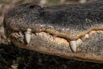 Overbite Of Alligator Teeth Close Up
