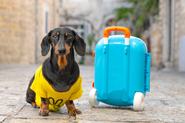 Pacifist dog dachshund in yellow t-shirt with blue suitcase on wheels sits on paving stones of old city, tourist travel, wait for taxi hitchhiking vacation Traveling with pet, transporting animals