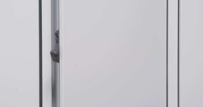 Pitiful dog in school uniform is locked up in lockers for storing personal belongings Child is closed in dark closet, cruel jokes of classmates, bullying Puppy skips classes, hides in metal wardrobe 