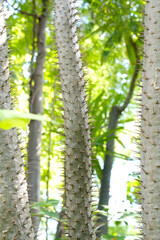 exotischer Baum mit Stacheln 4