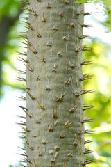 exotischer Baum mit Stacheln 3