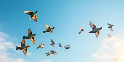 Fotobehang flock of birds flying  against a blue sky © Umair
