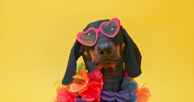 Dog tourist in sunglasses heart, necklace of lei flowers on yellow background. Puppy in summer stylish clothes for holidays, beach party Advertisement for exotic travel tours. Clothing for pet. 