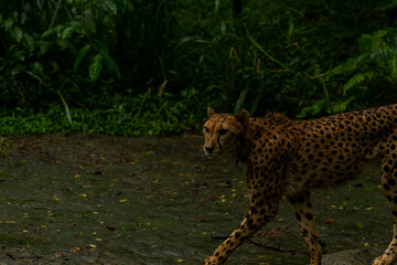 Cheetah in a dark rainy forest, dark key image
