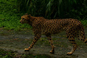 Cheetah Male walking along the riverbed