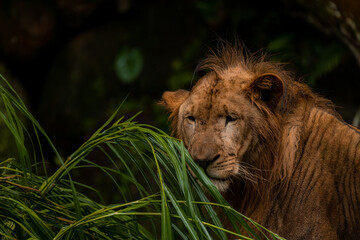 Naklejka na ściany i meble Lion Close-up portrait, face of a male lion Panthera leo