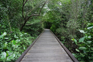 wooden bridge for walking in the middle of the mangrove forest. outdoor tourism
