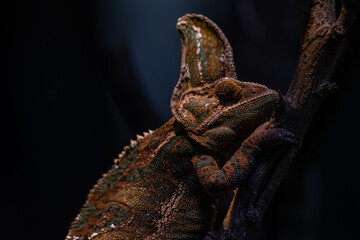 Beautiful colof of chameleon panther on branch, animal closeup