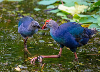 Purple swamp hen