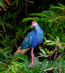 Purple swamp hen