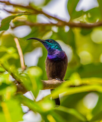 Purple sunbird