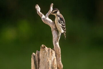 Fototapeta premium Woodpecker perched on a branch