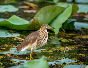 Pond heron