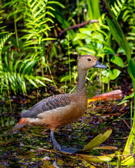 Whistling duck 
