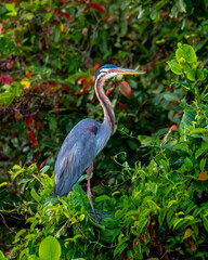 Purple heron