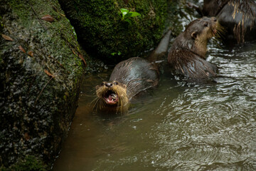 A pair of adult giant river otters Pteronura brasiliensis