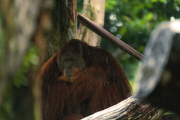 Endangered bornean orangutan in the rocky habitat