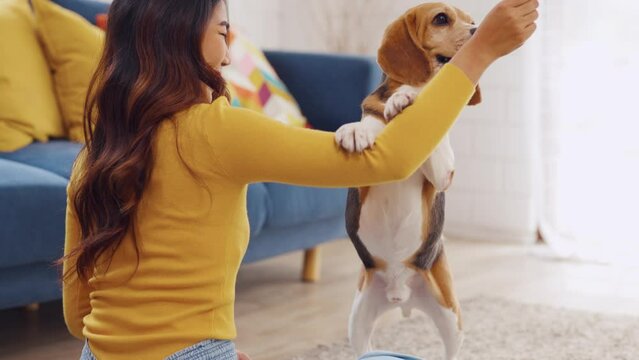 Asian young woman playing with her beagle dog in living room at home.