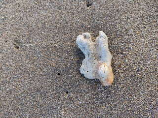 Small coral in the beach