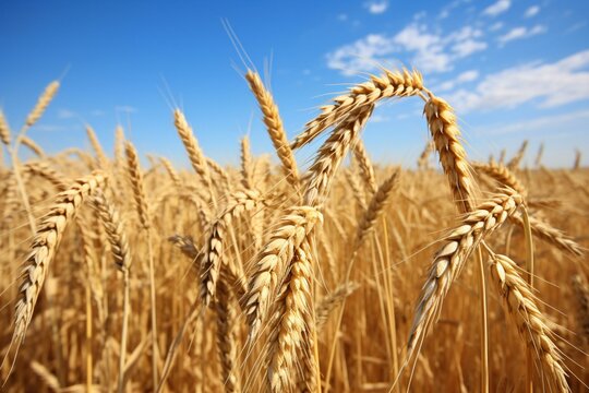 price surge in wheat. Generative AI