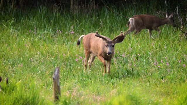 Mule Deer grazing in a meadow in Kings Canyon National Park