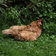 Rote Henne liegt schlafend im Gras