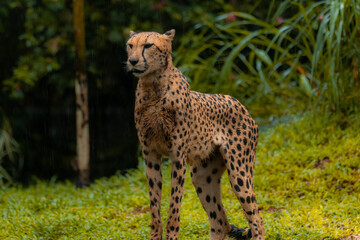 Cheetah portrait with a head on view, copy space for text