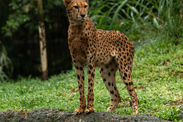 Cheetah portrait with a head on view, copy space for text