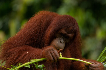 Adult orangutan busy with eating leaves on a rainy day