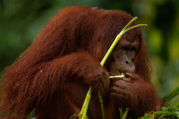 Adult orangutan busy with eating leaves on a rainy day, close up portrait